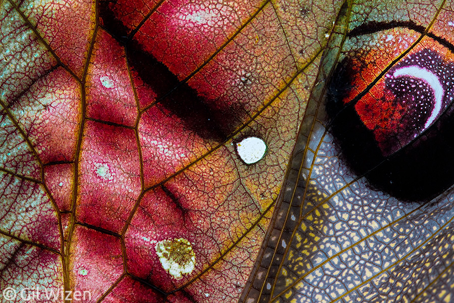 Closeup on leaf-mimicking katydid's wings (Pterochroza ocellata). Amazon Basin, Ecuador