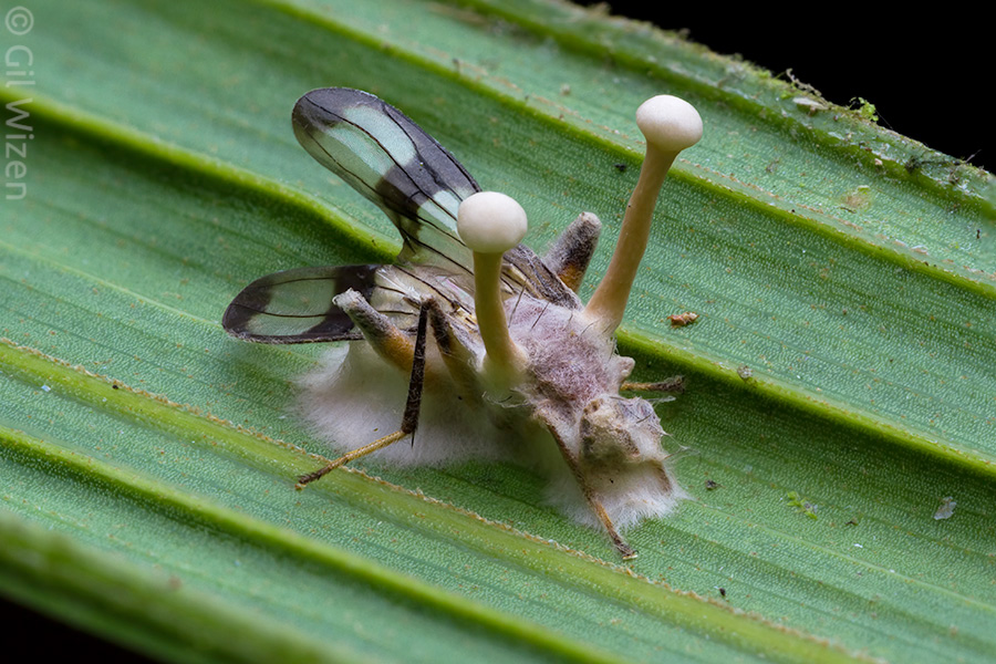 An unlucky Richardia fly infected with Ophiocordyceps parasitic fungus. Mindo, Ecuador