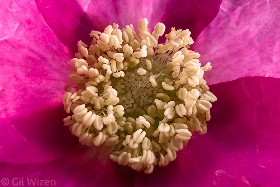 Closeup on purple-flowered raspberry flower (Rubus odoratus). Ontario, Canada
