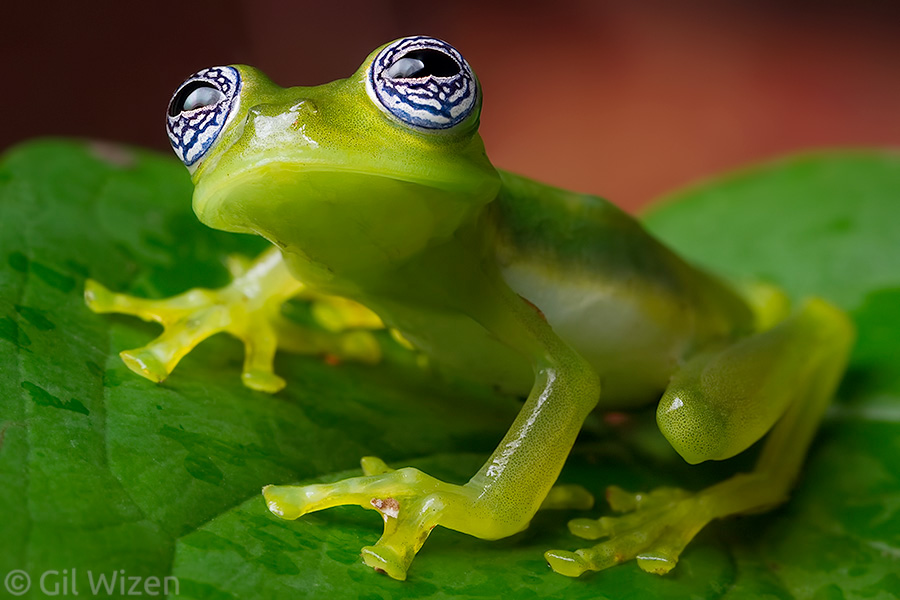 Ghost glass frog (Sachatamia ilex). Limón Province, Costa Rica