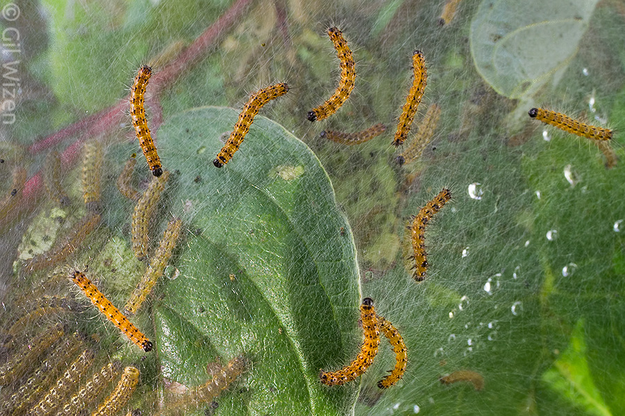 Aggregation of moth caterpillars on a communal web