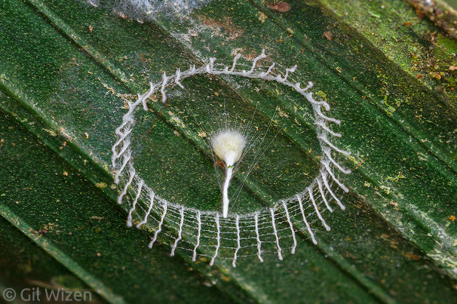"Silkhenge" spider egg sac. Amazon Basin, Ecuador