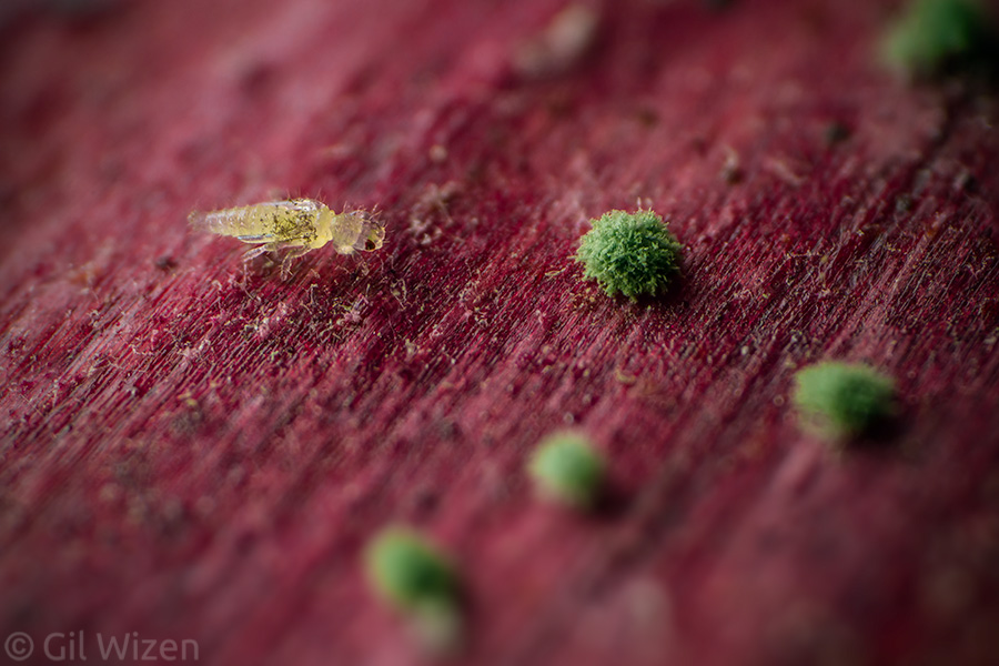 Baby thrips strolling in a miniature garden. The “bushes” are clusters of mold. If you are wondering about the purple color of the habitat, that’s because they are photographed on a red onion.