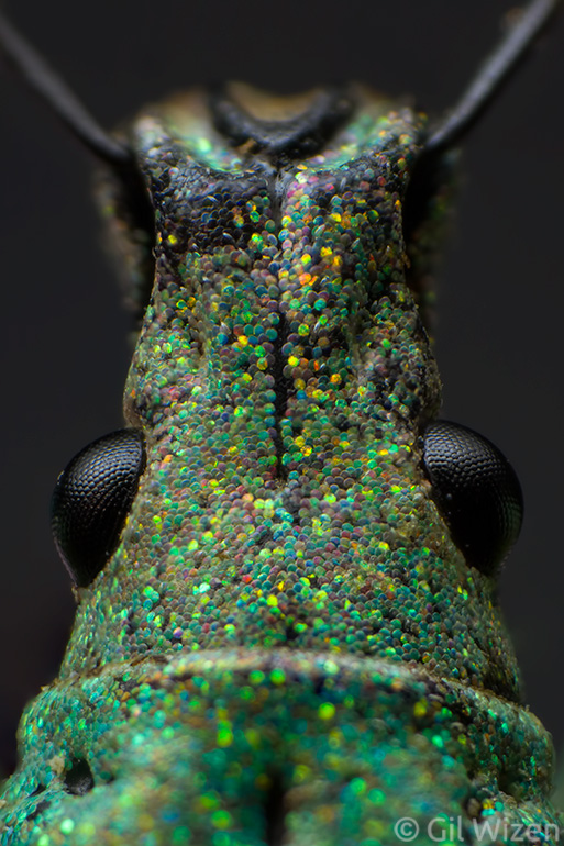 Scales containing photonic crystals on the head of a Compsus weevil