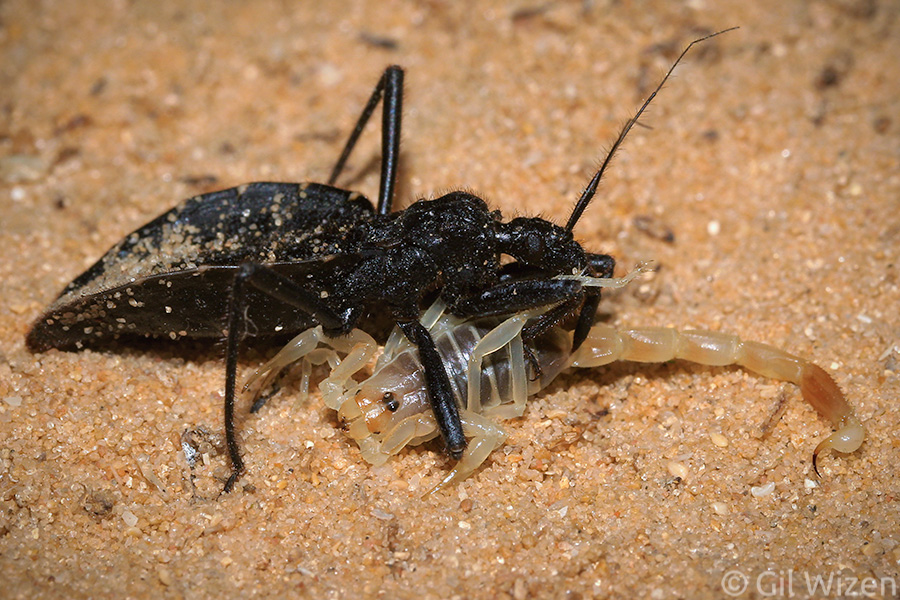Black sand assassin bug (Holotrichius innesi) preying on a scorpion