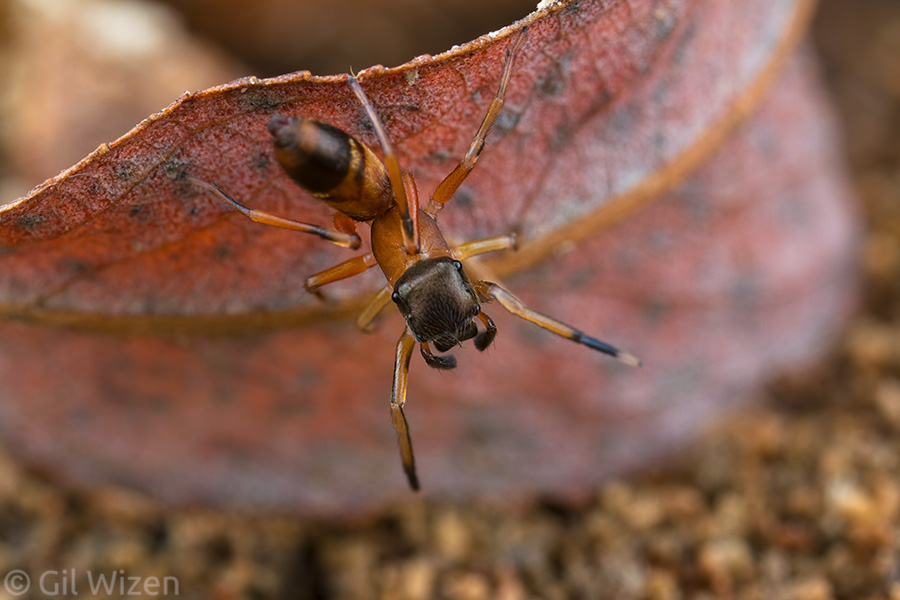 Some Myrmarachne formicaria feature a two-colored cephalothorax, to emphasize the part that mimics the ant's head