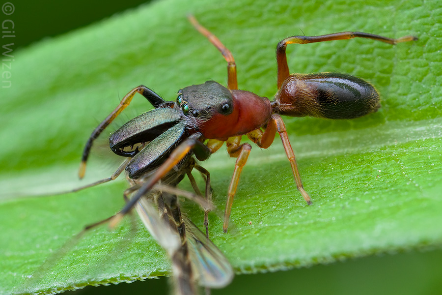 Male ant-mimicking jumping spider (Myrmarachne formicaria) feeding on a chironomid midge