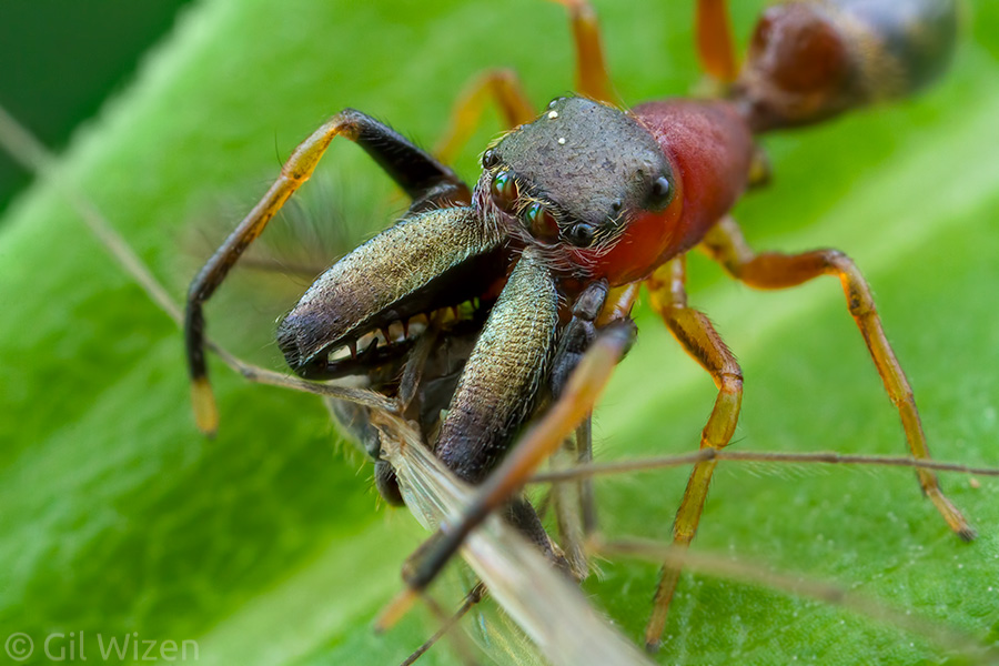 A closer look at the feeding Myrmarachne male reveals the weaponized chelicerae, used in fighting other males