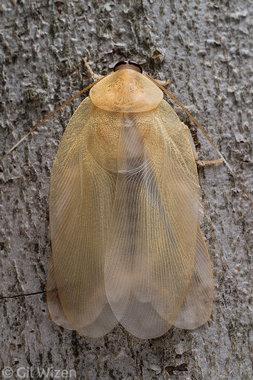 A molting forest blattodean (Nyctibora sp.) shows off its elegant golden wings