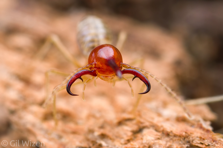 Armed nasute termite soldier (Rhynchotermes perarmatus) gaping its impressive mandibles