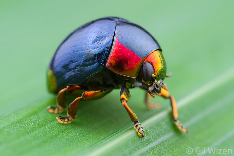 Shiny leaf beetle (Lamprosoma sp.). Full beetle-mode!