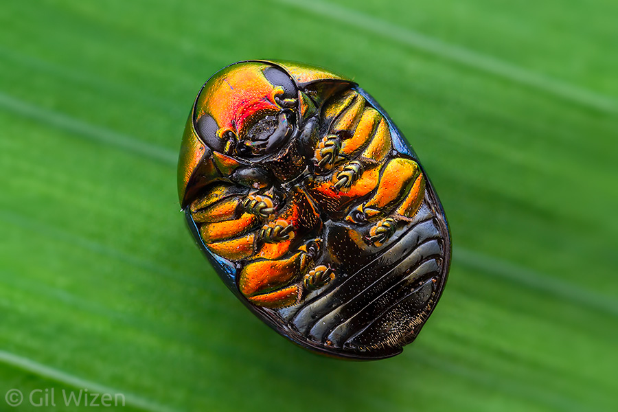 Shiny leaf beetle (Lamprosoma sp.), a ventral view showing how neatly they press their legs against the body when forming the ball
