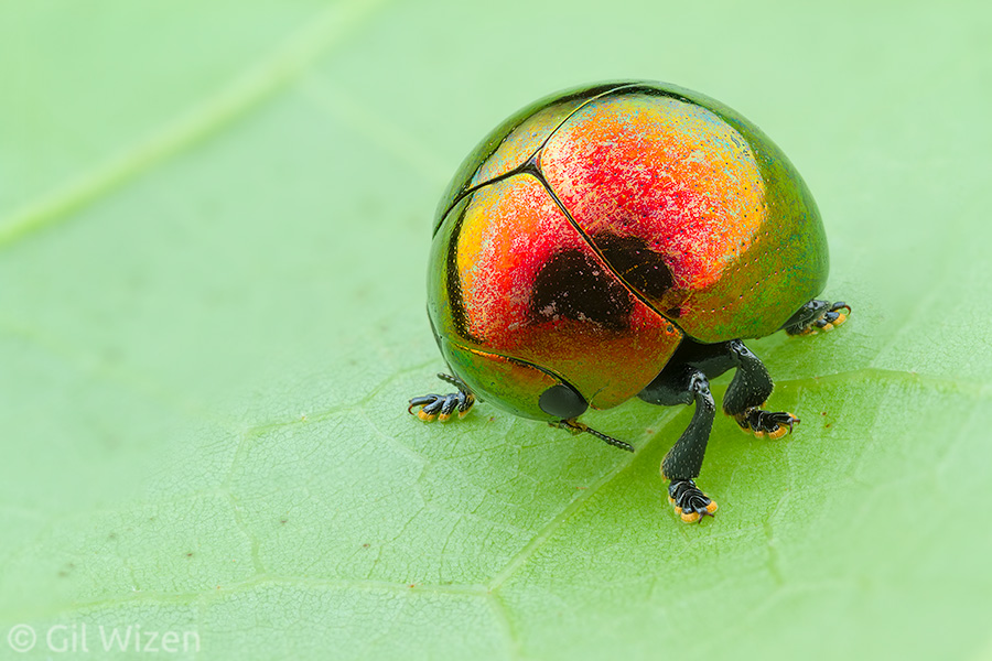 Shiny leaf beetle (Lamprosoma sp.) from the Ecuadorian Amazon
