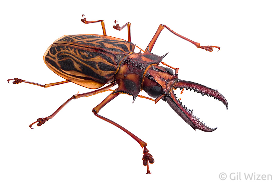 Giant toothed longhorn beetle (Macrodontia cervicornis). Amazon Basin, Ecuador