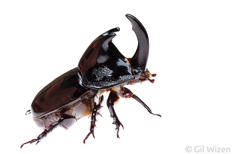 Male rhinoceros beetle (Megaceras morpheus). Amazon Basin, Ecuador
