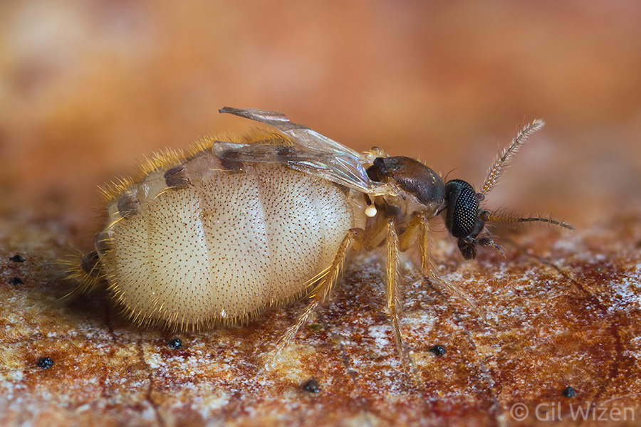 An engorged female tick fly (Forcipomyia sp.) after dropping from its host