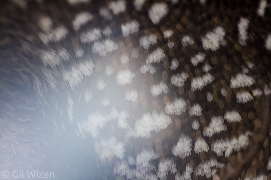 "Blizzard" - These scales on the hindwing of a brassolid butterfly reminded me of snowfall at night. In this case the lens flare in the image was intentional, to mimic the light reflecting from falling snow.