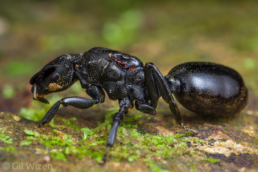The queen turtle ant (Cephalotes atratus) is bigger and bulkier than her workers. She also lacks the defensive spines.