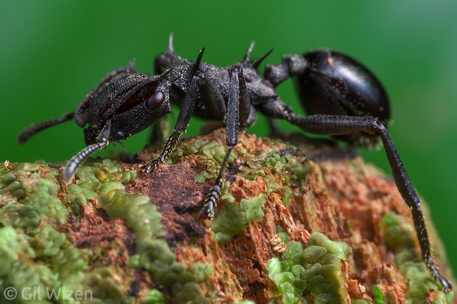 Turtle ant (Cephalotes atratus) from the Ecuadorian Amazon