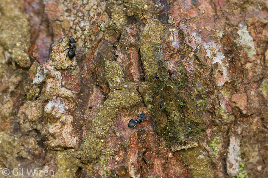 Cute Cephalotes workers visiting a camouflaged fulgorid planthopper nymph