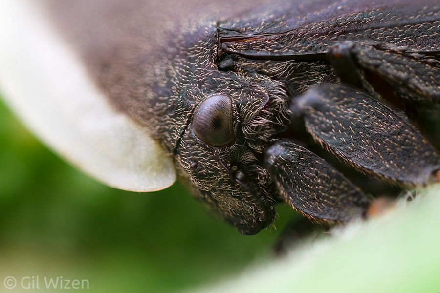 Portrait of a membracid treehopper (Membracis sp.)