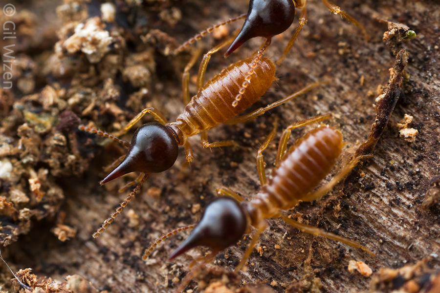 Small subjects like these marching nasute termite soldiers are easy to photograph using the Laowa 25mm f/2.8 2.5-5X.