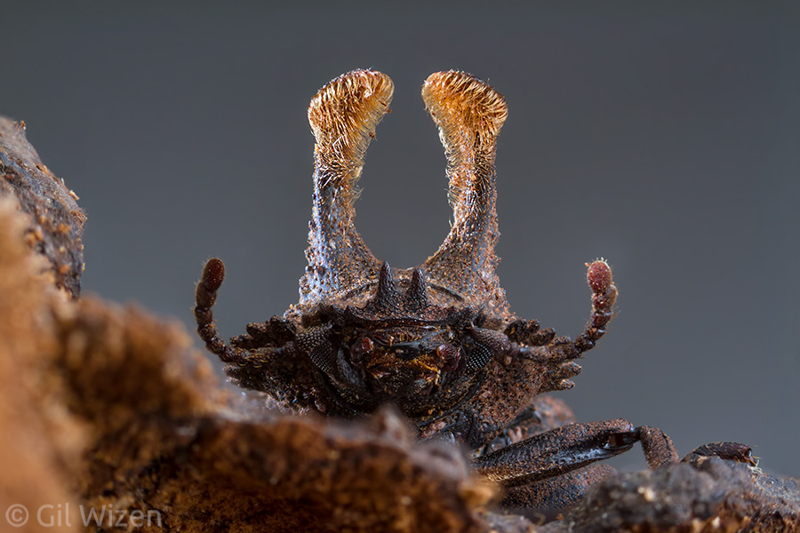 Male forked fungus beetle (Bolitotherus cornutus), frontal view. The thoracic horns can be long!