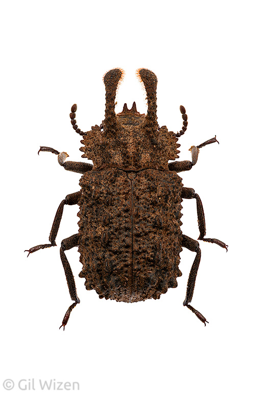 Male forked fungus beetle (Bolitotherus cornutus), dorsal view. Ontario, Canada