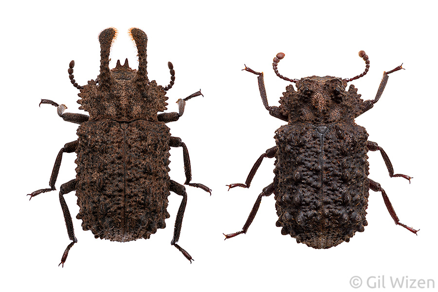 A pair of forked fungus beetles (Bolitotherus cornutus), dorsal view