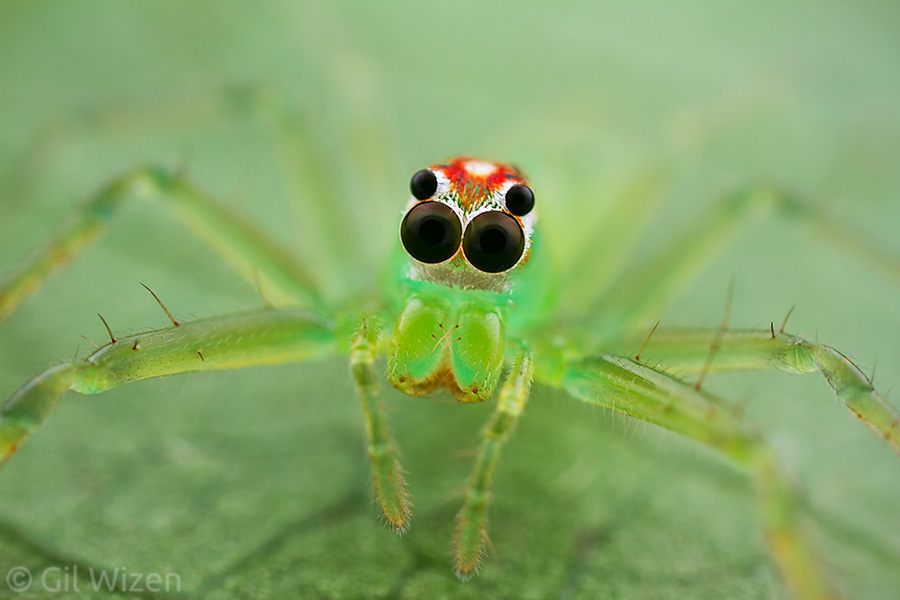 Green jumping spider (Lyssomanes sp.) staring straight back with its huge eyes. If you don't think it is cute you might want to check your pulse.