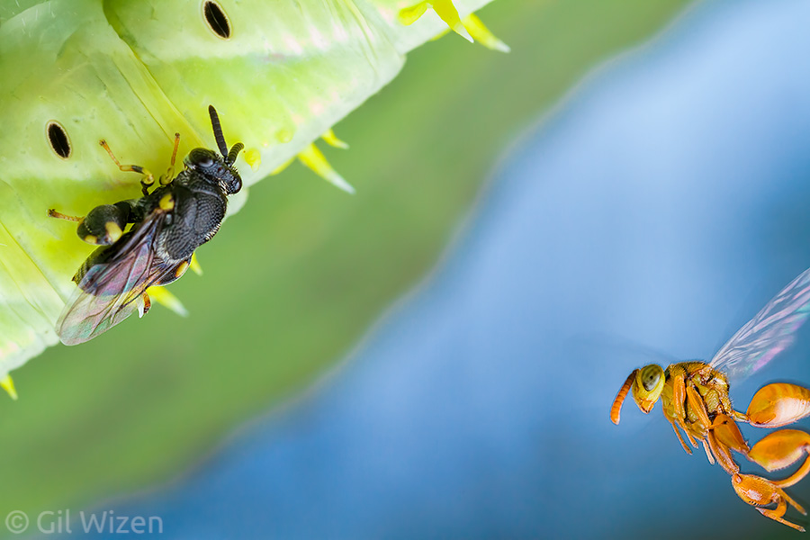 While the Brachymeria was busy exploring the caterpillar, another wasp (Conura sp.) rushed in to fight for it