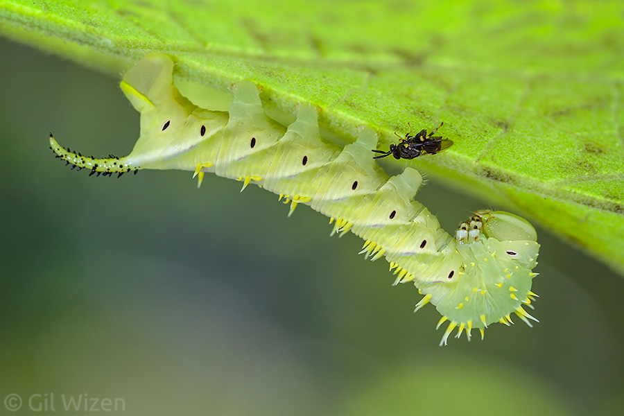 The hawkmoth caterpillar being visited by a parasitoid chalcidid wasp (Brachymeria sp.)