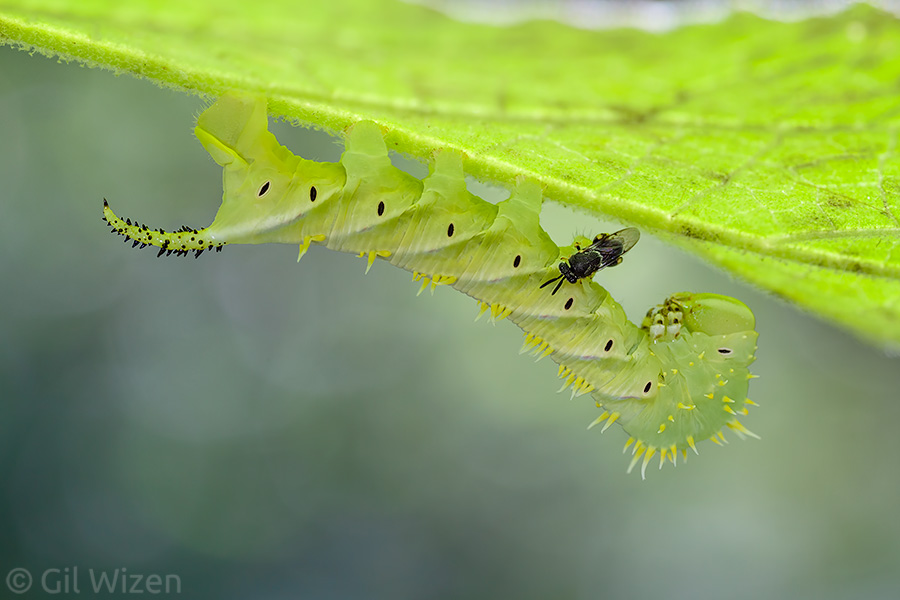 The wasp jumped on the caterpillar's proleg and started crawling on its body