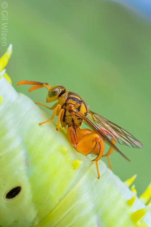 The winning chalcidid wasp (Conura sp.) with its hawkmoth caterpillar prize