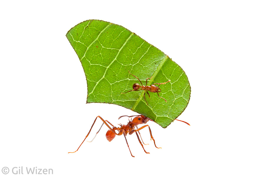 Leaf cutter ant workers (Atta cephalotes). Amazon Basin, Ecuador