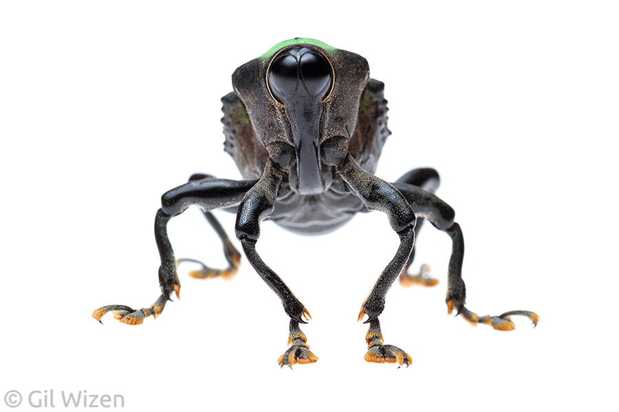 Portrait of weevil (Cratosomus sp.). Amazon Basin, Ecuador