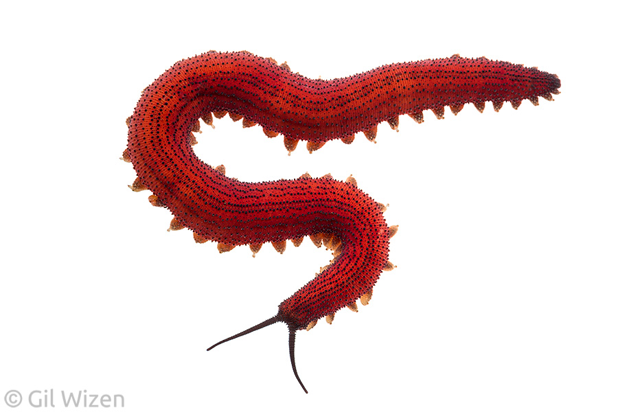 Solórzano's velvet worm (Mongeperipatus solorzanoi). Limón Province, Costa Rica