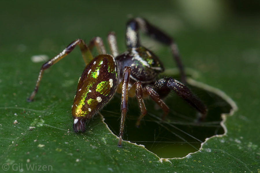 Scorpion spiders (Lurio sp.) have a color pattern on their abdomen that is very similar to that of Parnaenus spiders. 