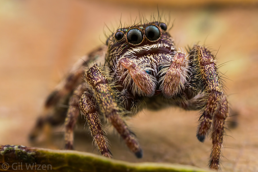 Female jumping spider (Parnaenus sp.). They are much cuter when looking straight at you!