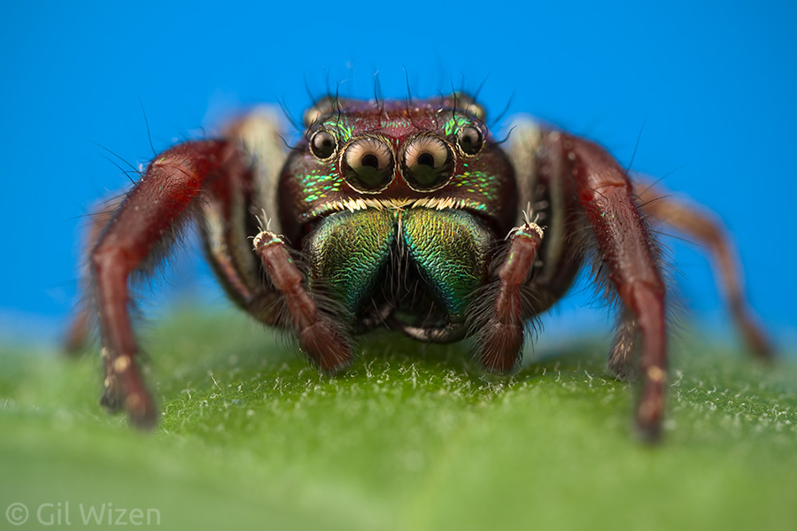 Male Parnaenus jumping spider. Huge head with stunning iridescent colors.