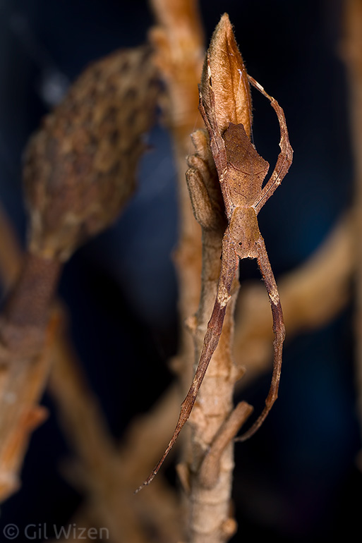 Net-casting spider (Deinopis spinosa) camouflaged as a twig or a dried leaf
