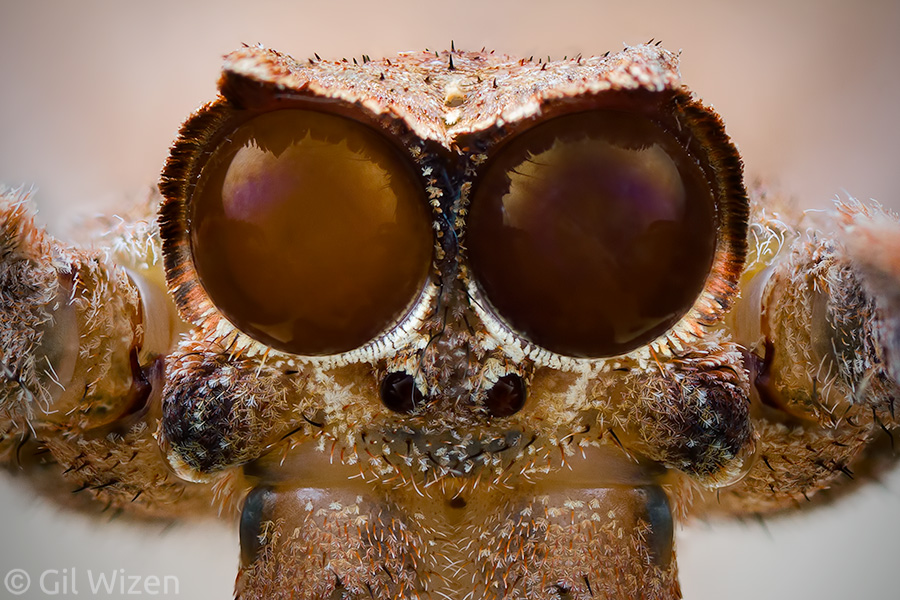 A closer look at the median eyes of a net-casting spider (Deinopis spinosa). Staring straight into your wretched soul.