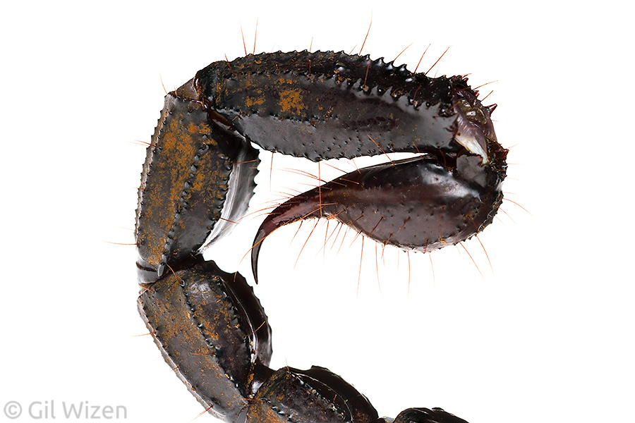 Tail and stinger of an Asian forest scorpion (Heterometrus silenus)
