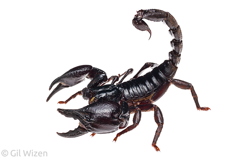 Asian forest scorpion (Heterometrus silenus). Photographed in captivity