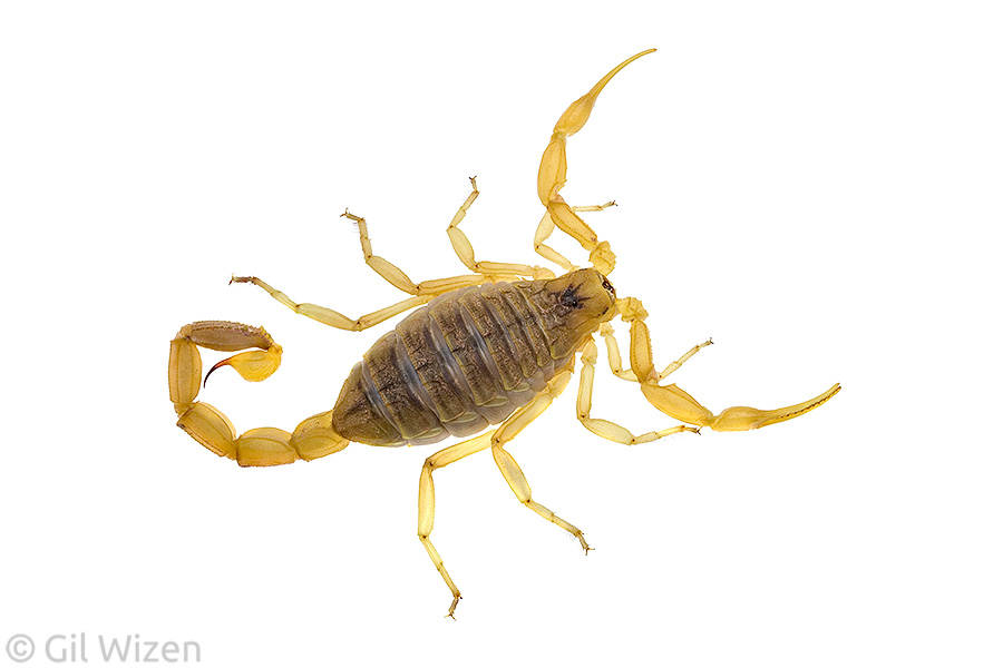 Deathstalker scorpion (Leiurus hebraeus). Negev Desert, Israel