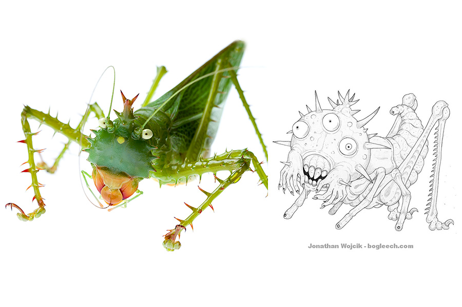 Katydread - spiny devil katydid by Jonathan Wojcik