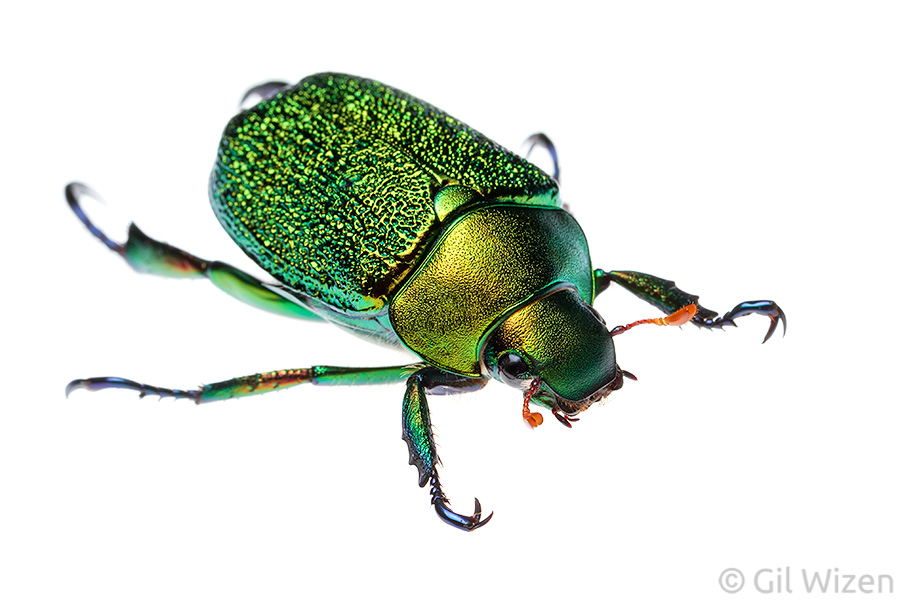 Ecuadorian jewel scarab (Chrysophora chrysochlora)