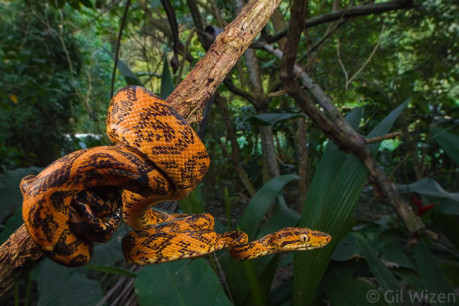 Central American tree boa (Corallus ruschenbergerii). One of the benefits of walking around checking out trees, is finding tree-inhabiting animals.