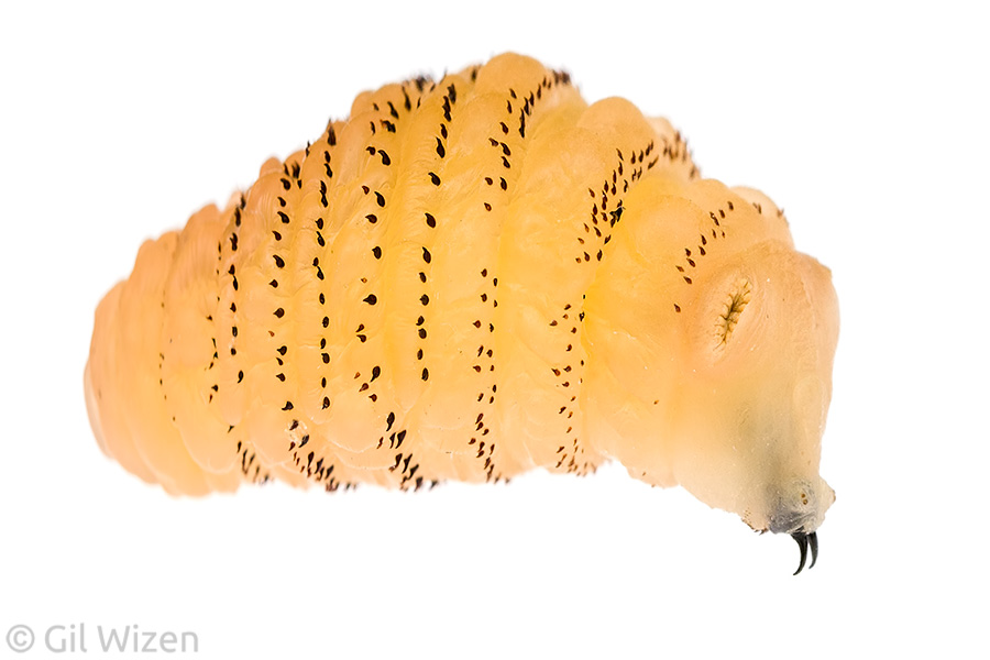 Human botfly (Dermatobia hominis) larva. Cayo District, Belize