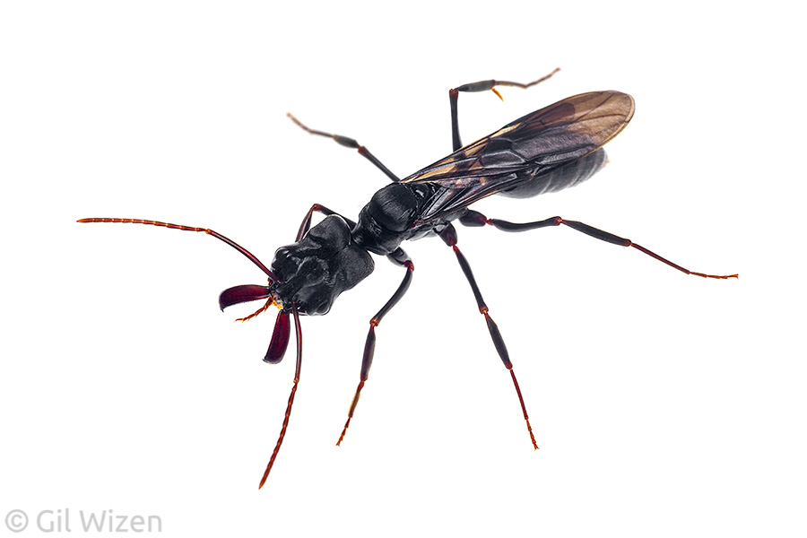 Trap-jaw ant queen (Odontomachus sp.). Amazon Basin, Ecuador